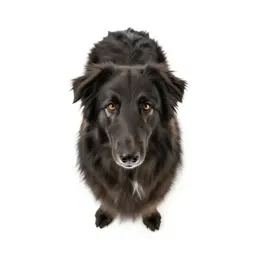 Collie