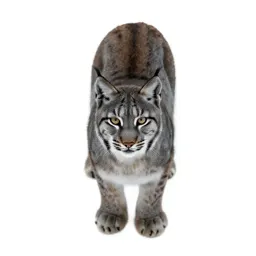 Common lynx