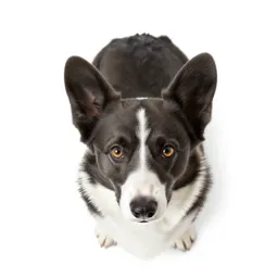 Corgi