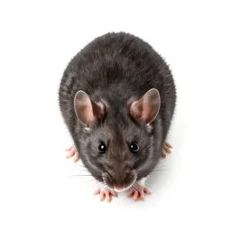 Cotton mouse