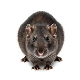 Cotton rat