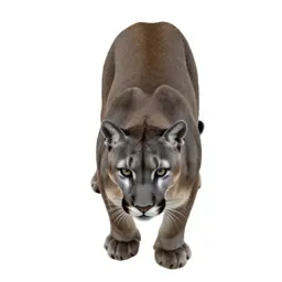 Cougar