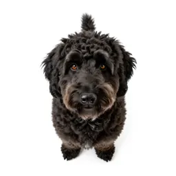 Curly-coated retriever