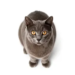 Domestic cat