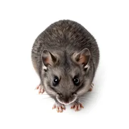 Dormouse