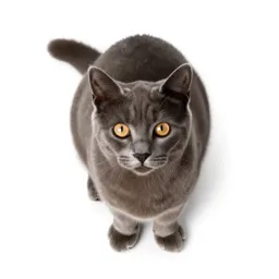 Feline