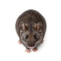 Field mouse