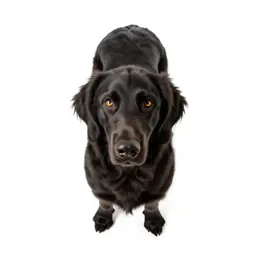 Field spaniel