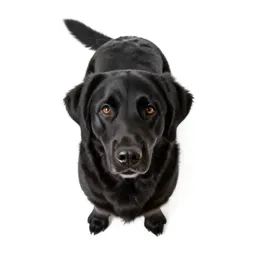Flat-coated retriever