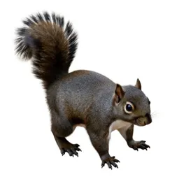 Fox squirrel