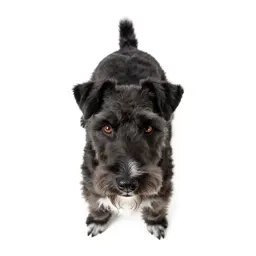 Fox terrier