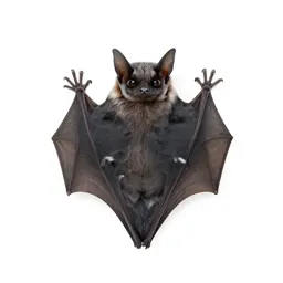 Frosted bat