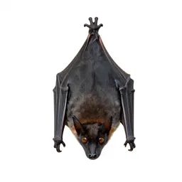 Fruit bat