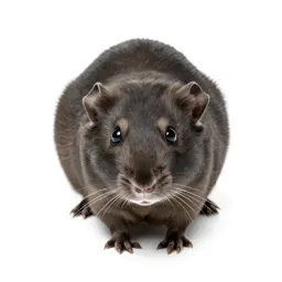 Gerbil