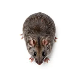 Grasshopper mouse
