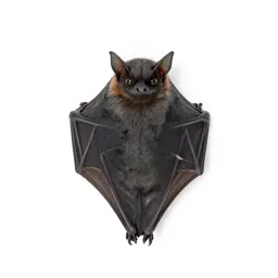 Guano bat