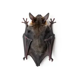Hairy-legged vampire bat
