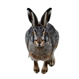 Hare