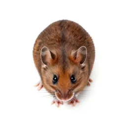 Harvest mouse