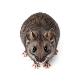 Hazel mouse