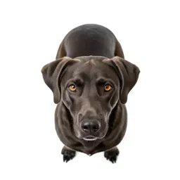 Hearing dog