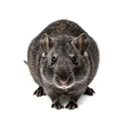 Hispid pocket mouse