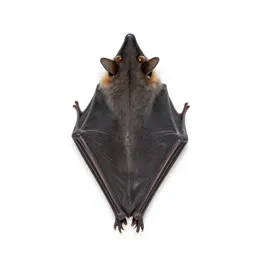 Hognose bat