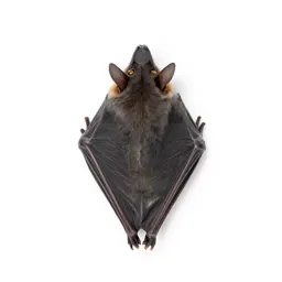 Horseshoe bat