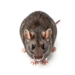 House mouse
