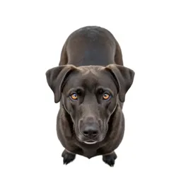 Housedog