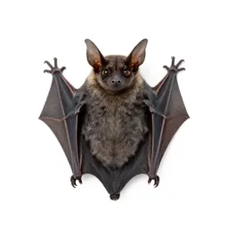 Jackass bat