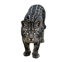 Jaguarundi