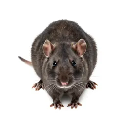 Jerboa rat
