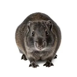 Jerboa