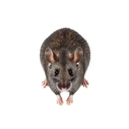 Jumping mouse