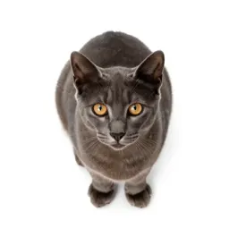 Kaffir cat