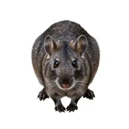 Kangaroo rat