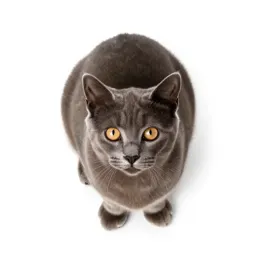 Kitty