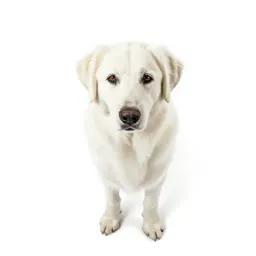 Kuvasz
