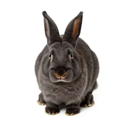 Lapin