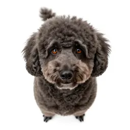 Large poodle