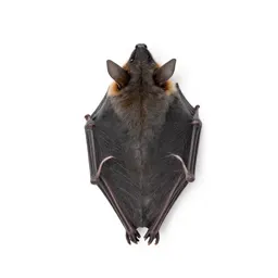 Leafnose bat