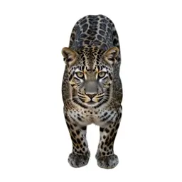 Leopard cat