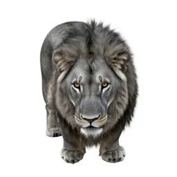 Lioness