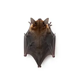 Little brown bat