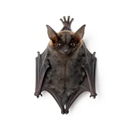 Long-eared bat