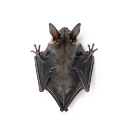 Macrotus