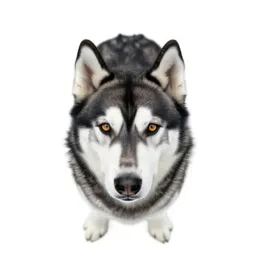 Malamute