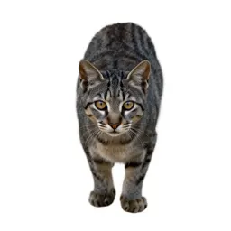 Margay