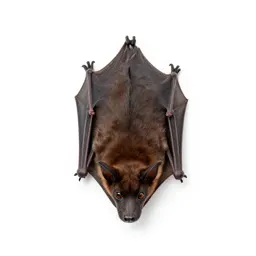 Mastiff bat